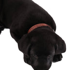 Leather Dog Collar - Classic