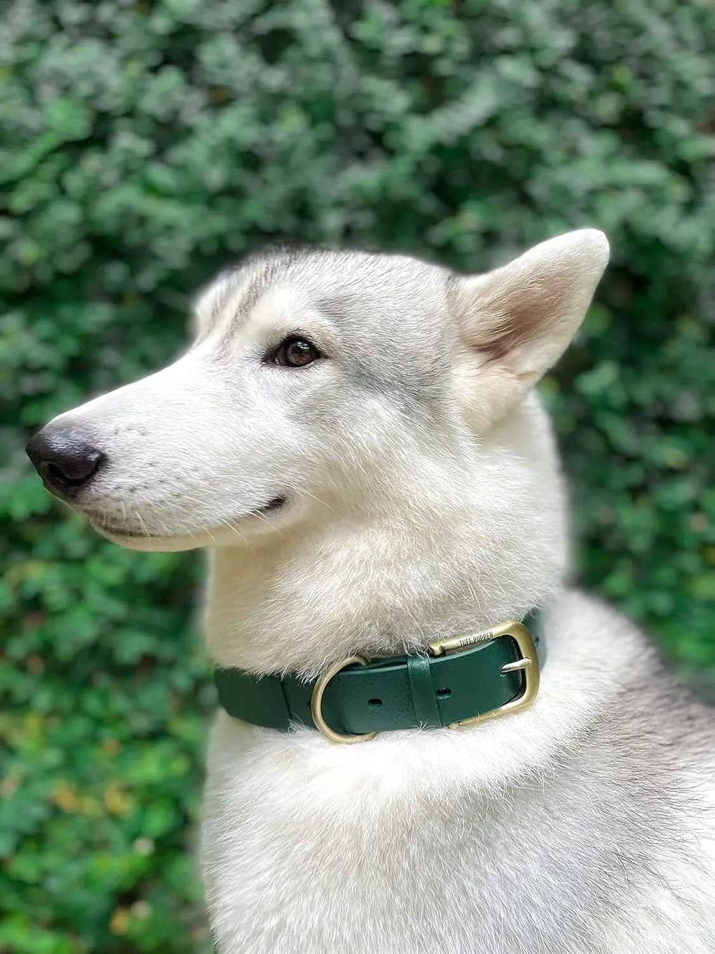Heavy-Duty Waterproof Dog Collar, Metal Buckle, Odor-Proof