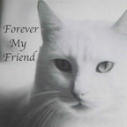 Stainless Steel Pet Memorial Urn for Cats & Small Dogs with Secure Lid Keepsake
