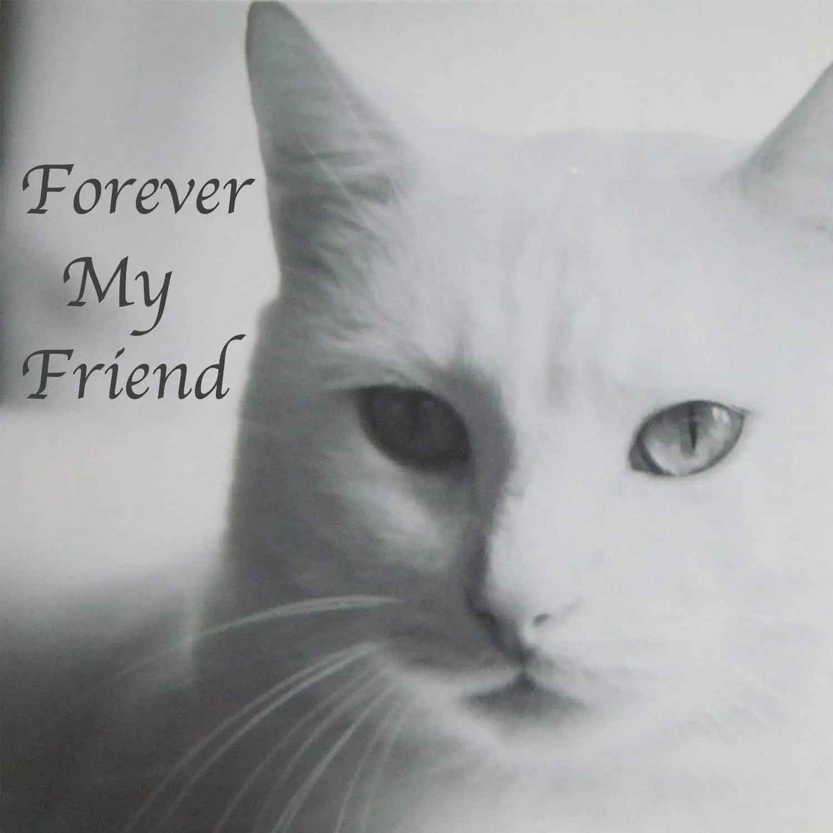 Stainless Steel Pet Memorial Urn for Cats & Small Dogs with Secure Lid Keepsake