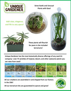 Flytrap Garden Glass Terrarium Seed Starting Kit