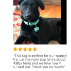 Pet Tag for Dogs  - Star Pet Tag - Custom Pet Tag - Dog Pet Tag - Navy Blue & Lime Green Personalized Pet Tag